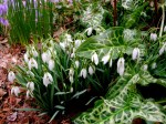 Galanthus nivalis & Arum italicum ‘Pictum’