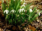 Galanthus nivalis