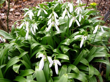 Galanthus woronowii Cresson Garden