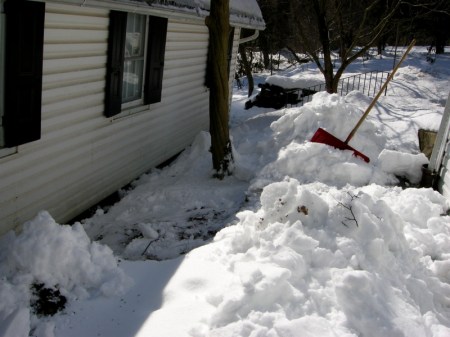 Carolyn's Shade Gardens