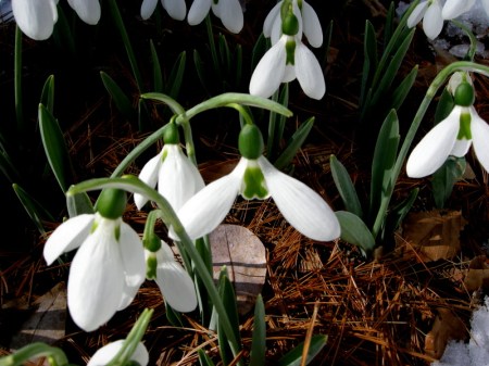 Galanthus elwesii ex U.S. National Arboretum