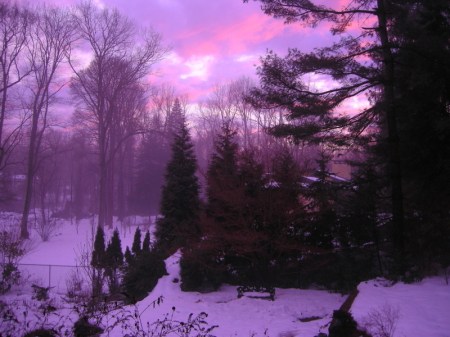 Carolyn's Shade Gardens