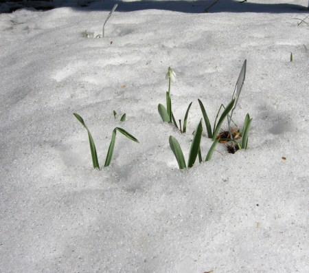 Galanthus elwesii 'Standing Tall'