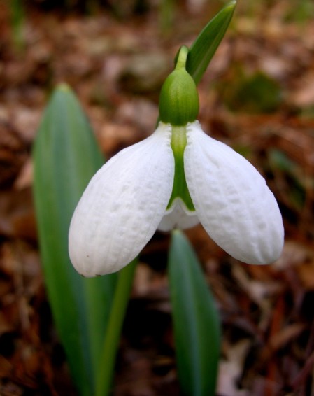Galanthus plicatus 'Augustus'