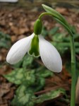 Galanthus ‘John Gray’