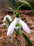 Galanthus ‘Magnet’