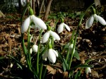Galanthus ‘S. Arnott’