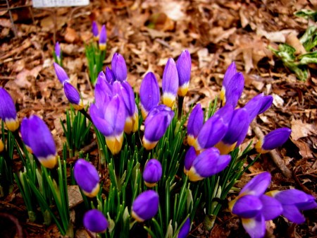 Crocus sieberi 'Tricolor'