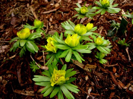 Eranthis hyemalis double