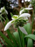 Galanthus ‘Ballerina’