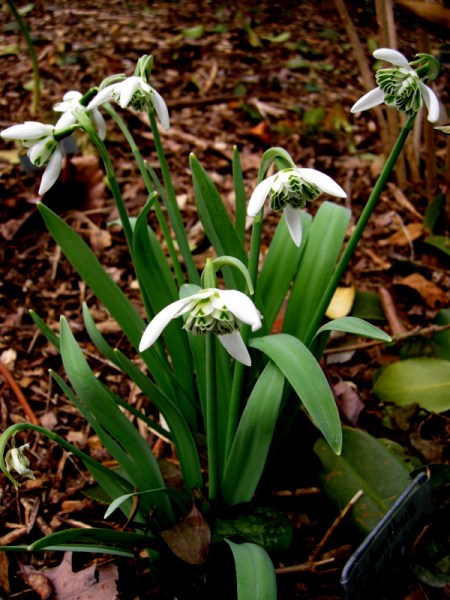 Galanthus 'Ballerina'