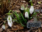 Galanthus ‘Bill Bishop’