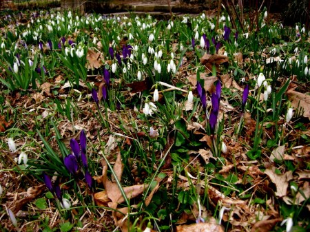 Galanthus nivalis, Crocus tommasinianus