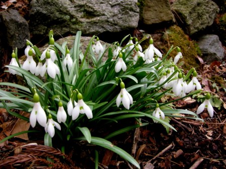 Galanthus rizehensis