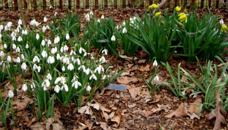 Galanthus 'S. Arnott', Narcissus 'Rijnveld's Early Sensation'