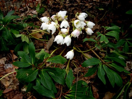 Helleborus niger