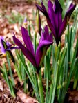 Iris reticulata ‘T.S.&nbsp;Dijt’