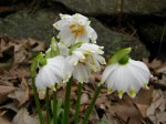 Leucojum vernum ‘Gertrude&nbsp;Wister’