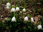 Leucojum vernum var.&nbsp;carpathicum