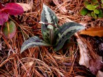 Trillium underwoodii