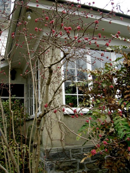 Viburnum x bodnantense 'Dawn'