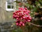 Viburnum x bodnantense ‘Dawn’