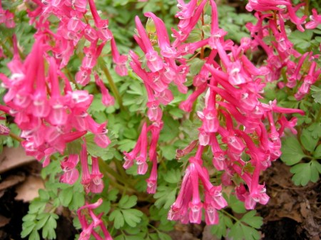 Corydalis solida 'Beth Evans'