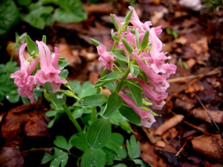 Corydalis solida 'Blushing Girl'