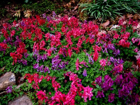 Corydalis solida seedling 4-3-2011 7-36-54 PM