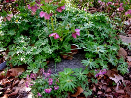 Eranthis hyemalis, Corydalis solida
