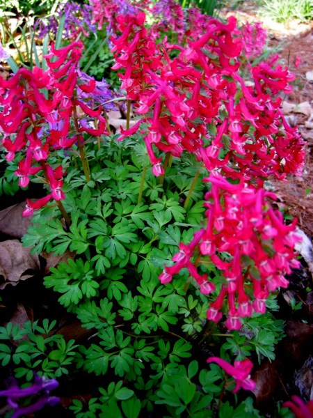 Corydalis solida 'George P. Baker'