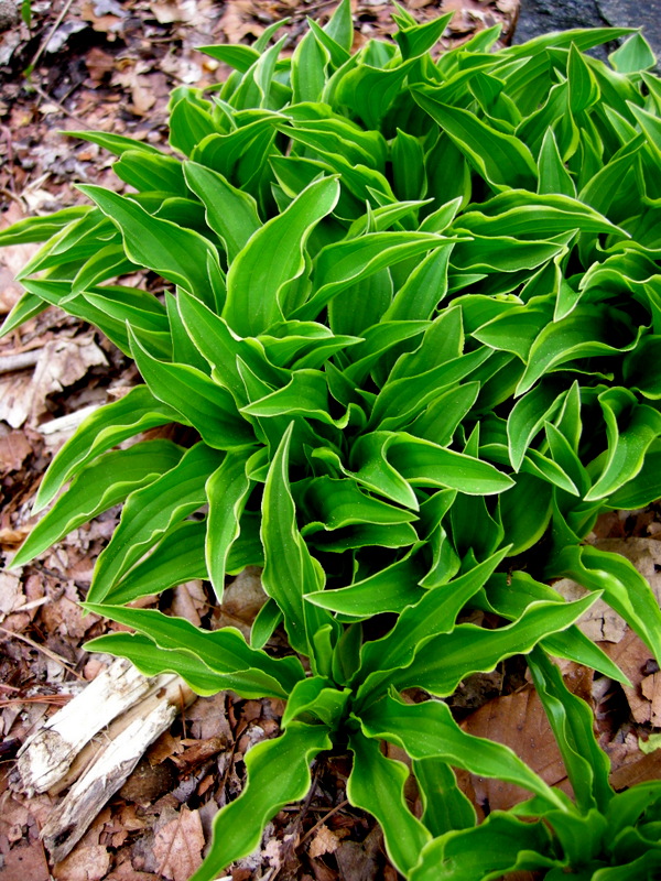 Hosta Lemon Delight