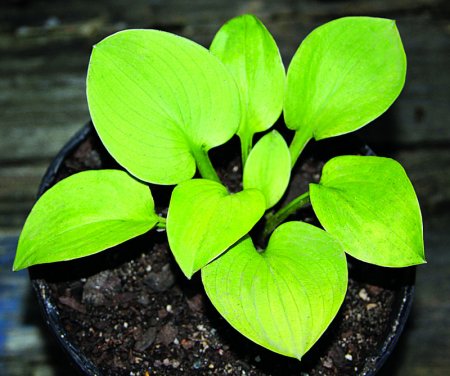 Hosta 'Mouse Cheese'