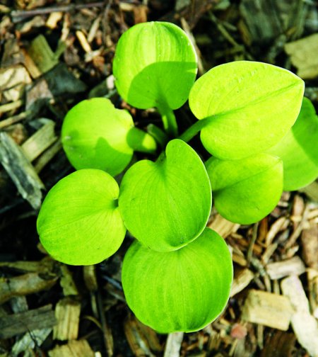 Hosta 'Sunny Mouse Ears'