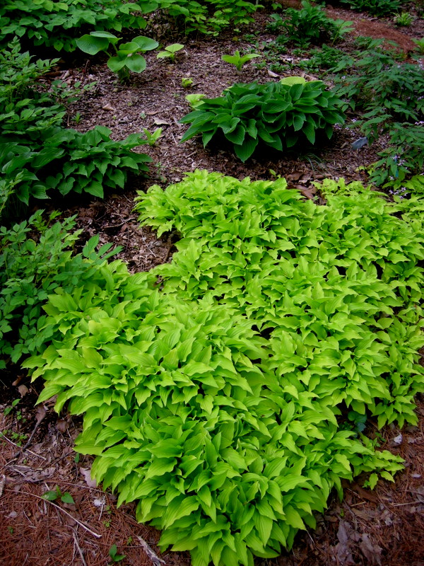 Hosta 'Lemon Lime'
