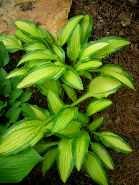 Hosta 'Moon Shadow'