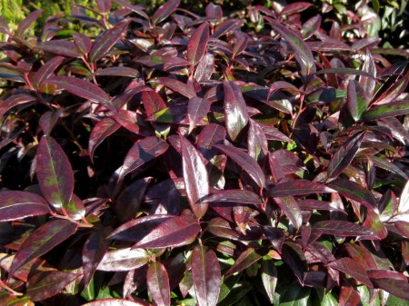 Leucothoe axillaris 11-7-11_LS