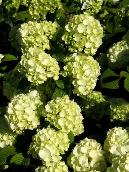 Viburnum plicatum Popcorn 4-6-12_LS (5)