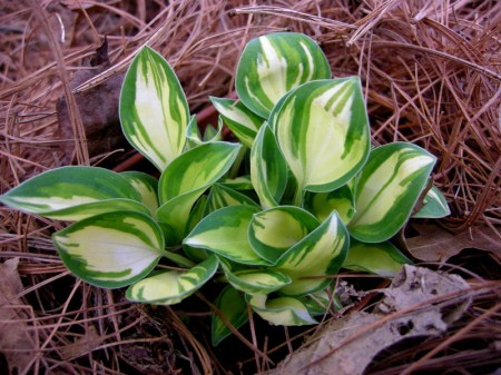 Hosta 'Cherish'