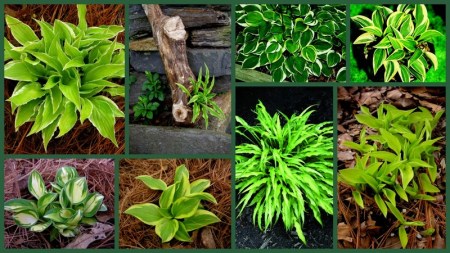 Miniature Hostas 20141