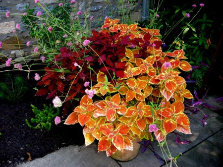 Bunting Garden Sept 2014 9-6-2014 1-42-44 PM