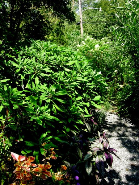 Bunting Garden Sept 2014 9-6-2014 2-07-36 PM