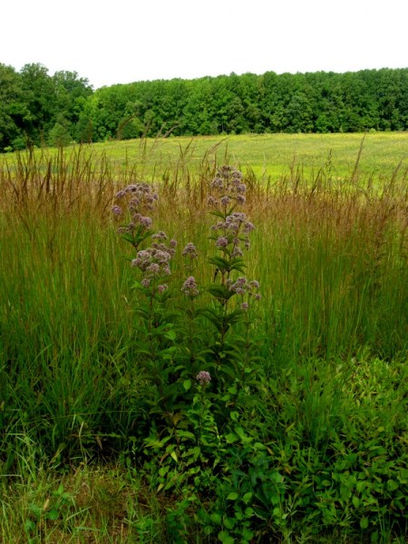 Longwood Gardens Meadow 2014 9-3-2014 11-26-50 AM