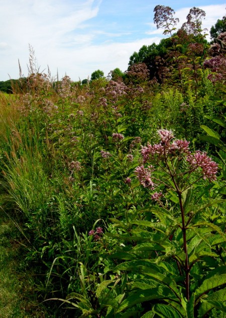 Longwood Gardens Meadow 2014 9-3-2014 11-29-50 AM