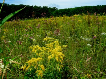 Longwood Gardens Meadow 2014 9-3-2014 11-32-54 AM
