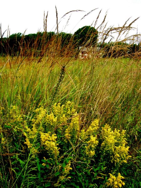Longwood Gardens Meadow 2014 9-3-2014 11-51-56 AM