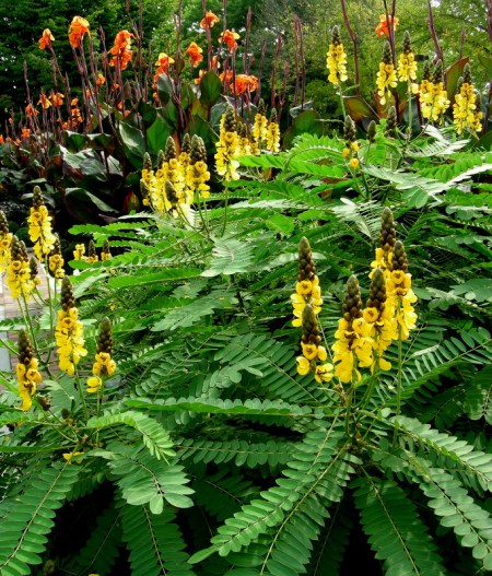 Senna didymobotrya, candalabra-tree