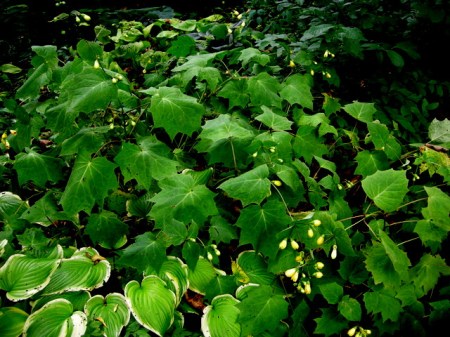 Kirengoshoma palmata