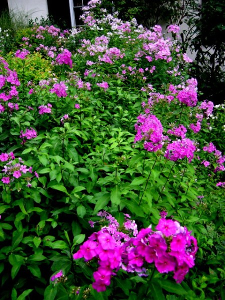 Phlox paniculata