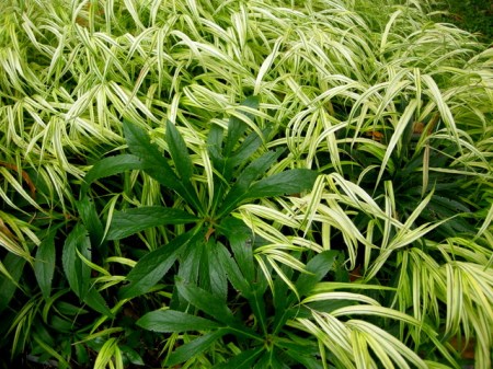 Hakonechloa macra 'Aureola' & Helleborus multifidus seedling